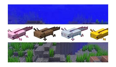 what is the rarest axolotl color in minecraft