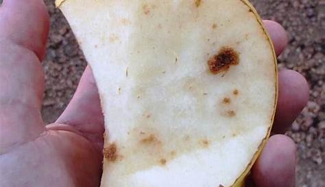 Xtremehorticulture of the Desert: Are Pears with Corky Spot Edible?
