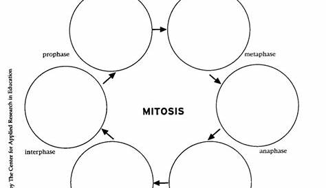 stages of mitosis worksheets