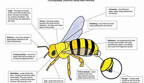 Honey Bee diagram by crazyhobo on DeviantArt