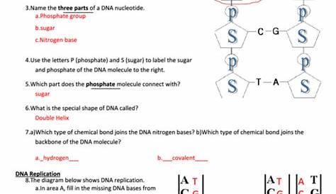 practice dna structure and replication worksheets answers