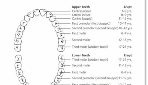 eruption chart for permanent teeth
