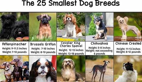 Small Dogs Breed Chart - With Heights and Weights - PatchPuppy.com