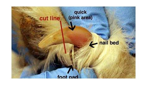 Need Help Learning to Trim Your Dog or Cat’s Nails? - Vet In Toney