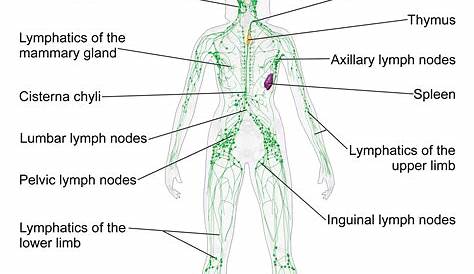 lymphatic system worksheet