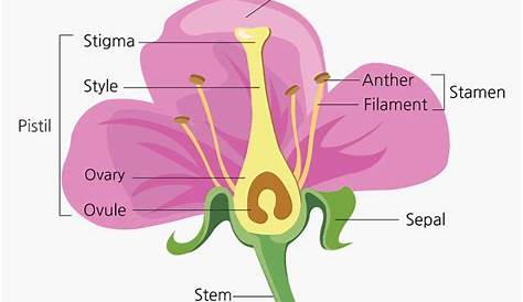 Parts Of A Flower - Diagram Of A Flower Fill In The Blanks, HD Png