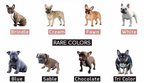 french bulldog color variations