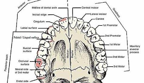 surfaces of the teeth - Google Search | Dental hygenist, Dental