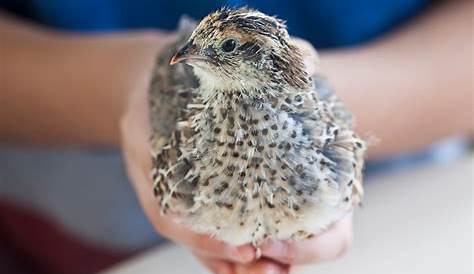 11 Must Know Tips for Raising Coturnix Quail