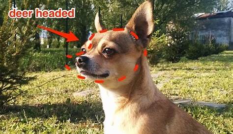 Difference Between Apple Head And Deer Head Chihuahua - Us Pets Love