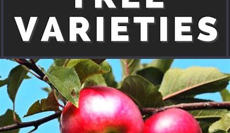 Apple Tree Varieties for Sale (Ready to Ship) in 2021 | Apple tree