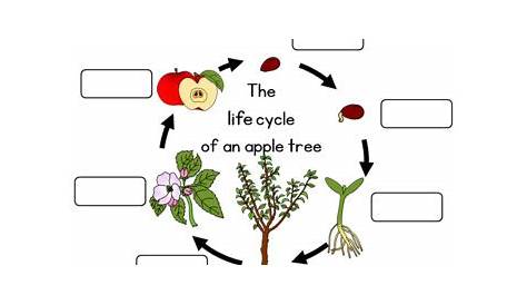 Apple tree life cycle worksheet by Little Blue Orange | TpT