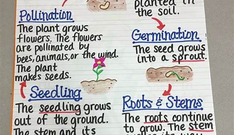 Plant Life Cycle Anchor Chart | Teaching plants, Science lessons, Plant