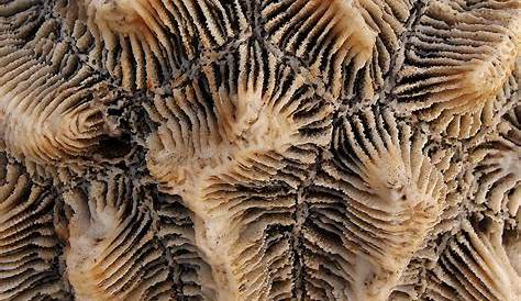 sea fossils patterns - Google Search | Fossil art, Fossils, Fossil