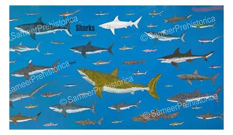 Sharks size by SameerPrehistorica on DeviantArt