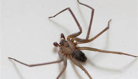 Poisonous Spiders Are Invading Midwestern Homes Right Now