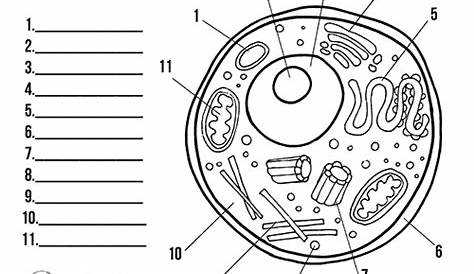 Free printable cell worksheets for coloring pages, label the cell