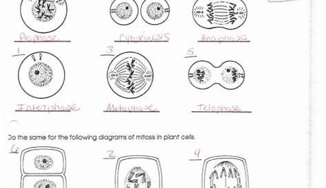 stages of mitosis worksheets answers