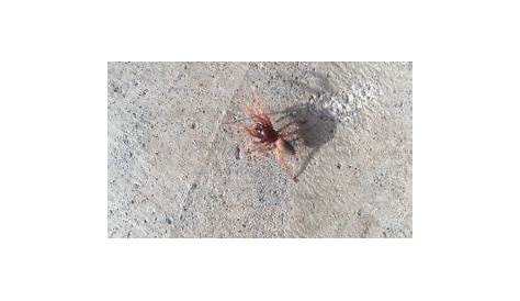 Spiders in Missouri - Species & Pictures