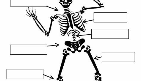 human skeleton worksheet answers