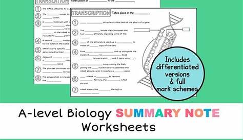 protein synthesis worksheets biology