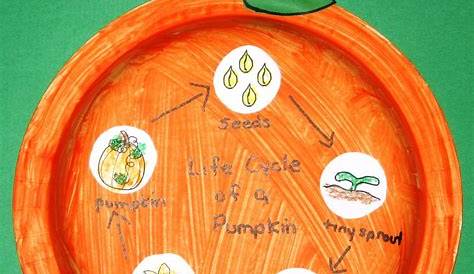life cycle of a pumpkin activities