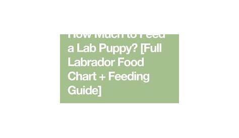 Feeding Your Labrador Puppy: How Much, Diet Charts And The Best Food
