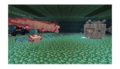 5 things beginners likely didn't know about axolotls in Minecraft 1.17