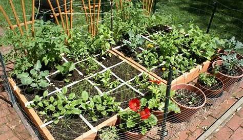 container vegetable garden layout