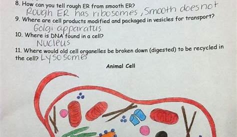 the animal cell worksheet answer key