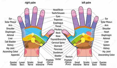 hand reflexology chart pdf