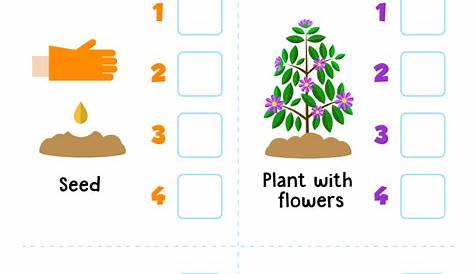 Plant Life Cycle Worksheet For Kindergarten - Printable Kindergarten