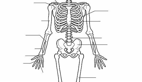 human skeleton worksheets to label