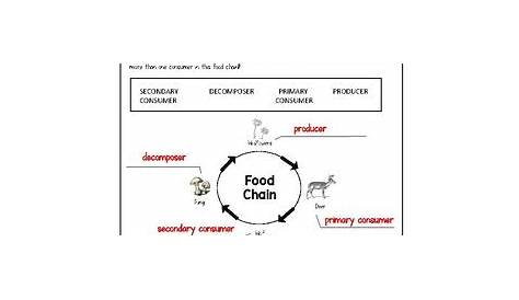 printable food chain worksheet pdf