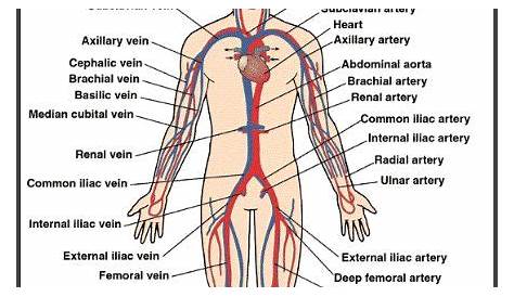 Anatomy Label Major Arteries And Veins - Cardiovascular System Anatomy