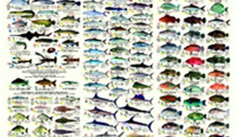 Port Aransas Fish Species Chart