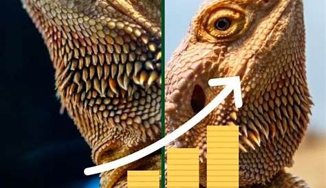 Bearded Dragon Growth Chart: are they really growing?