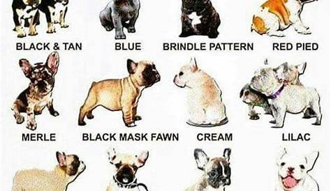 french bulldog colors chart
