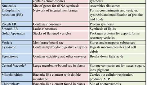 Functions of each organelle inside a cell - Science Info King