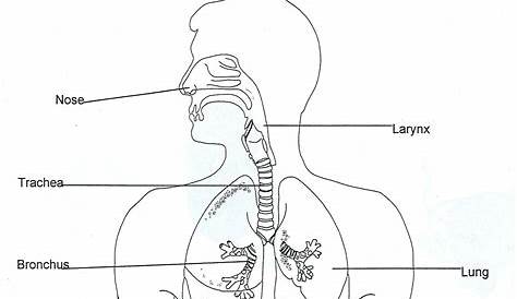 Respiratory System Unlabeled - Human Anatomy Diagram - Coloring Home
