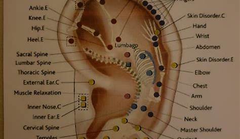ear acupuncture chart pdf