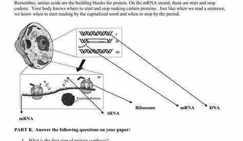 Protein Synthesis Worksheets Answers Key