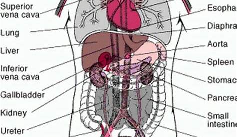 6 Organs In Torso Diagram : GASTROINTESTINAL SYSTEM POSTER 60x80cm