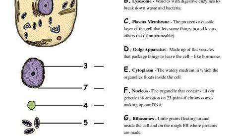 identifying cell structures worksheet