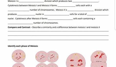 meiosis starts with worksheet