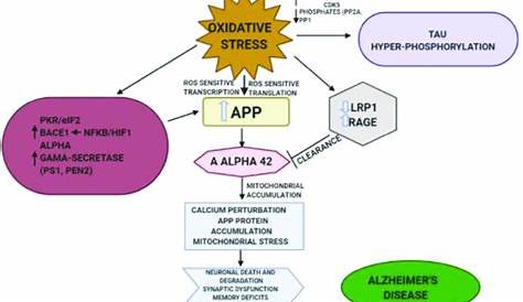 alzheimer's disease pathophysiology schematic diagram