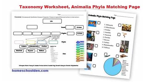taxonomy and classification worksheet