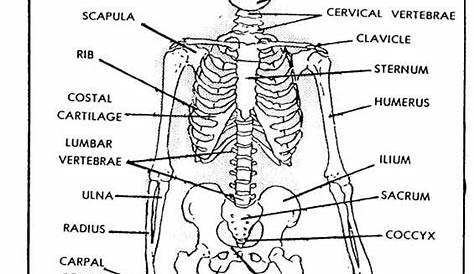 Human Skeleton Diagram Pdf Worksheet - clowncoloringpages