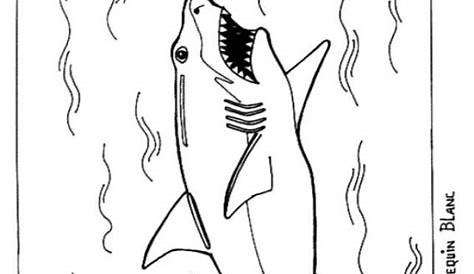 Get This Great White Shark Coloring Pages 26509
