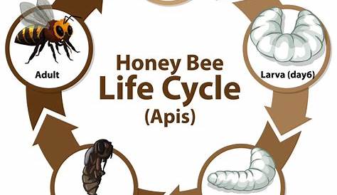 Diagram showing life cycle honey bee apis Vector Image